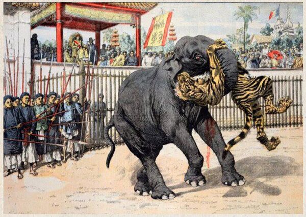 La bataille à mort entre tigres et éléphants sur ce site historique de Hué
