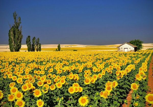 Champ de tournesols de Da Lat Milk Farm