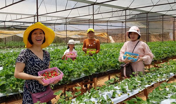 Les visiteurs peuvent visiter, cueillir et déguster des fraises dans le verger