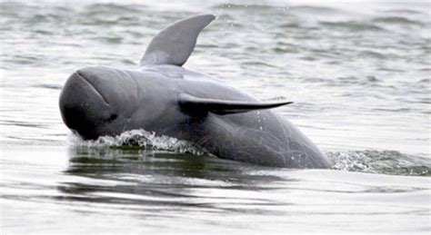 Dauphins d'Irrawaddy