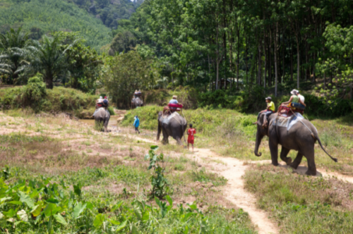 Trekking en éléphant à Khao-Sok.