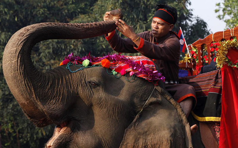 Elephants au Laos