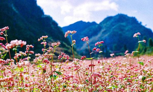 Fleurs de sarrasin