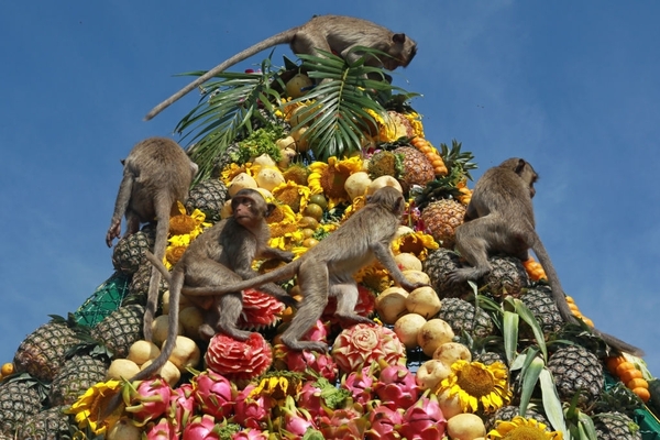 Fête des singes à Lopburi, Thailande