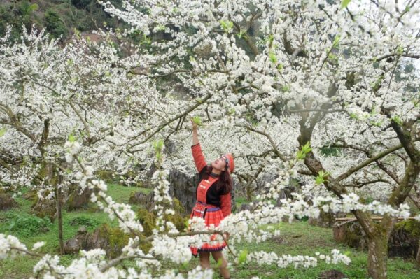 Fleurs de prunier blanc dans le nord-ouest du Vietnam