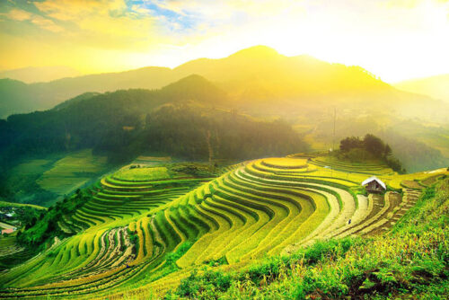 Admirez des rizières en terrasses verdoyantes lors d'une randonnée à Ha Giang.