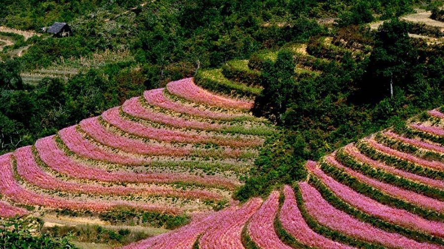 Ha Giang est l'un des endroits auxquels vous devriez prêter attention lors de votre voyage de 10 jours au Vietnam.