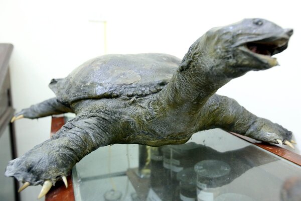 Tortue géante et sacrée du lac Hoan Kiem
