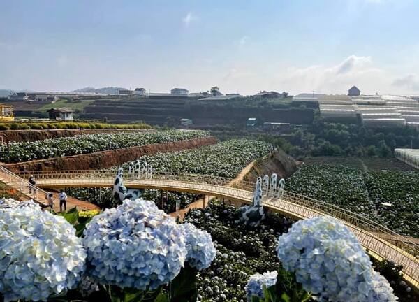 Jardin d’hortensias de Trai Mat - Da Lat