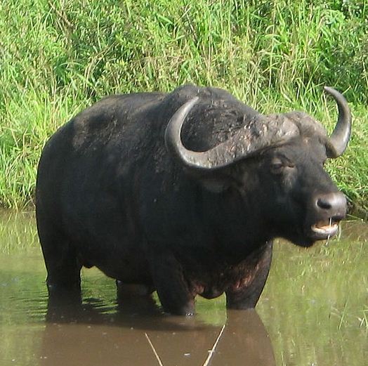 Kouprey au Cambodge