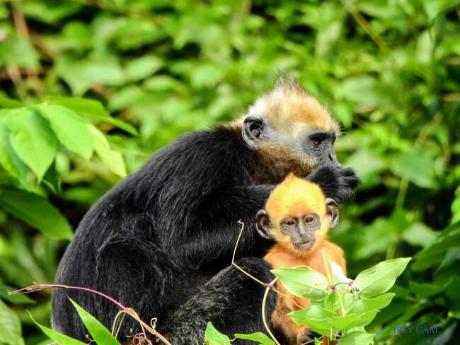 Langur de Cat Ba