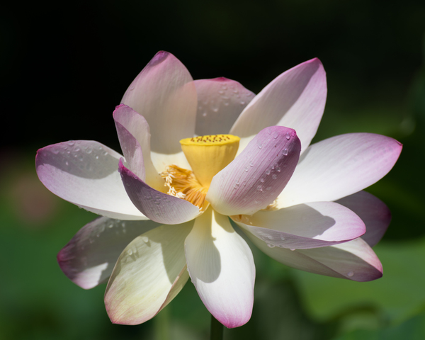 Lotus fleurant