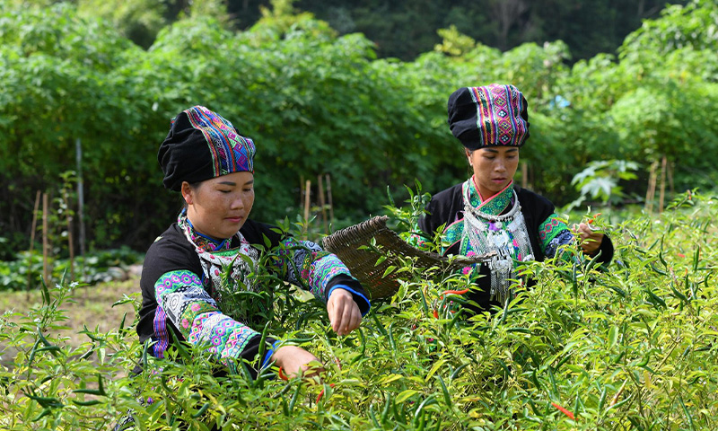 Les femmes Bo Y cultivent des piments