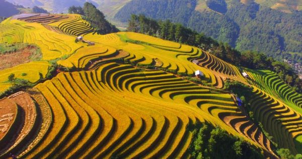 Rizières en terrasses pendant la saison du riz mûr, Mu Cang Chai, Vietnam