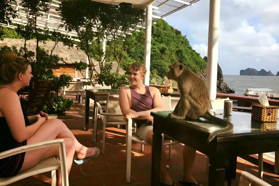 Découvrez la faune et la plage magnifique de l’île aux Singes.