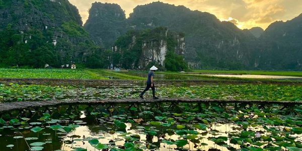 Le lotus, l'une des fleurs symboliques du Vietnam, fleurit à Ninh Binh