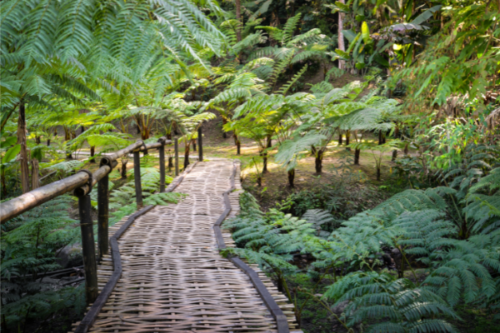 Sentier de trekking au parc national de Doi Inthanon.