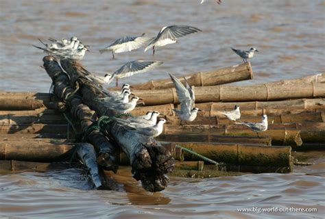 Oiseaux du lac Tonlé Sap