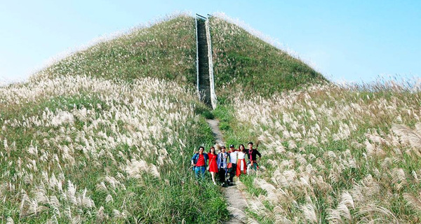 Paradis des fleurs d’herbes à paillote à Binh Lieu
