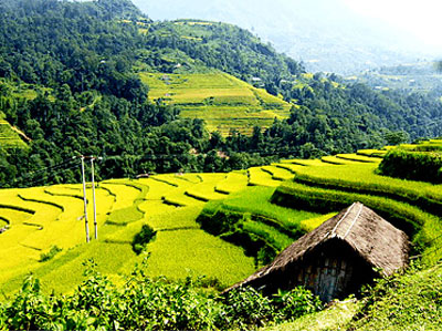 Rizières en terrasses à Ha Giang
