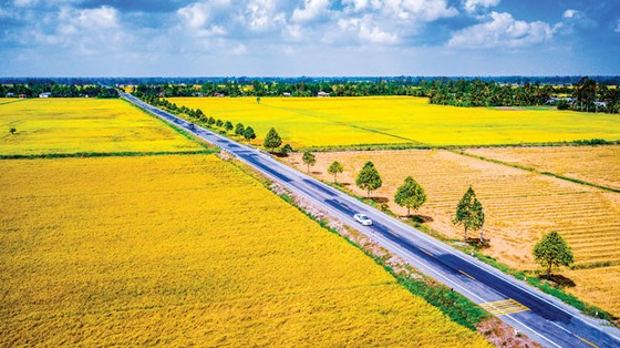 Route du riz de Ngan - Hau Giang