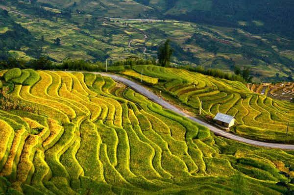 Rizières en terrasses de Y Ty à Lao Cai
