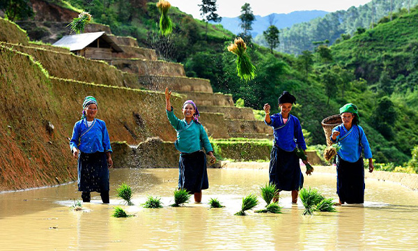 Riziculture humide - Principale activité économique du peuple Muong