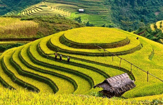 Rizières en terrasses de Sapa, Vietnam