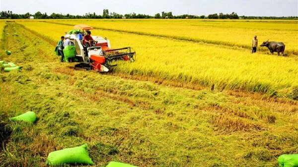 La récolte du riz