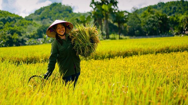 Riz vietnamien