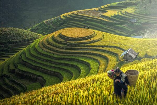 Sapa