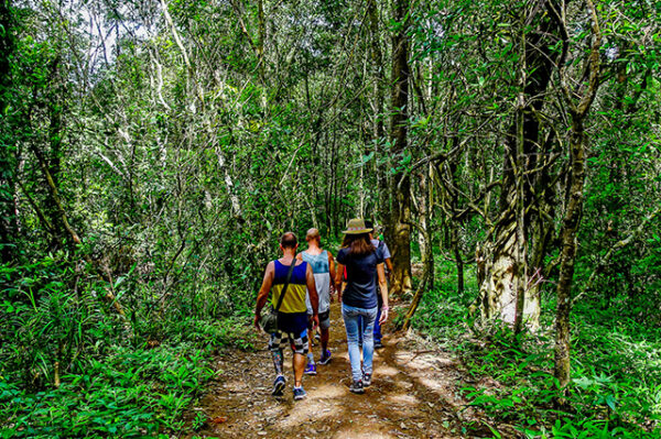 Trekking dans le parc national de Doi Inthanon.