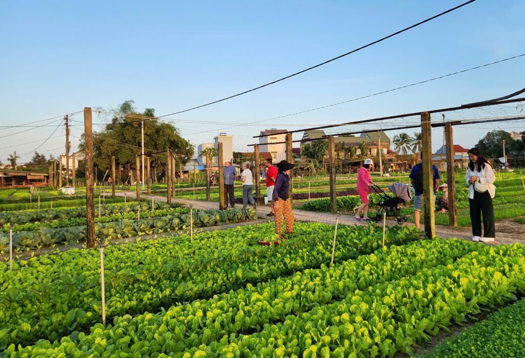 Le village potager de Trà Quế