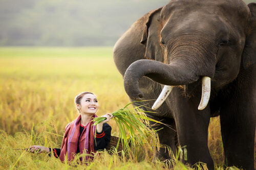 Vous aurez la chance de rencontrer de jolis éléphants lors d'un trekking au Laos
