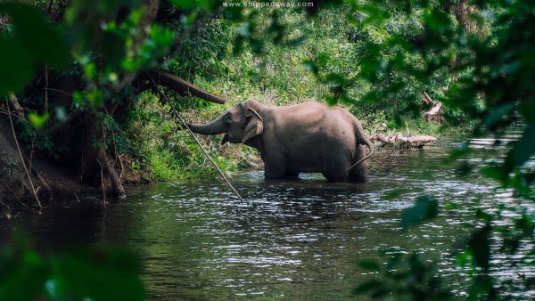 Safari au parc national de Yok Don